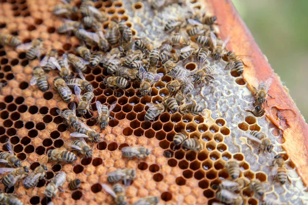 ミツバチの巣作り. — ストック写真
