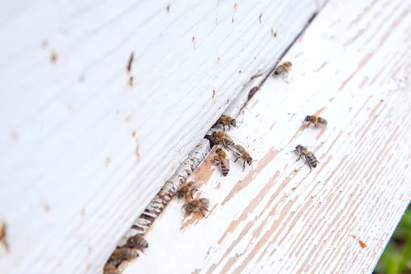Viele Bienen am Eingang des weißen Bienenkorbs im Bienenhaus — Stockfoto