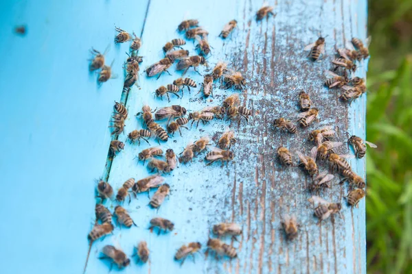 養蜂場の光青い蜂の巣の入り口に群がって蜂 — ストック写真