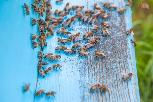 Abeilles essaim à l'entrée de la ruche bleu clair dans le rucher — Photo