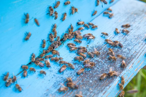 養蜂場の光青い蜂の巣の入り口に群がって蜂 — ストック写真