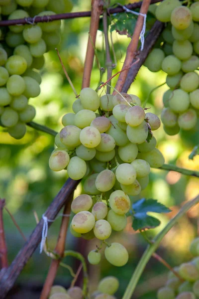Ramo de uvas verdes en el jardín — Foto de Stock