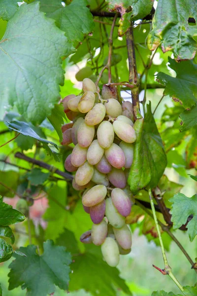 Bos van roze druiven met grote bessen in de garde — Stockfoto