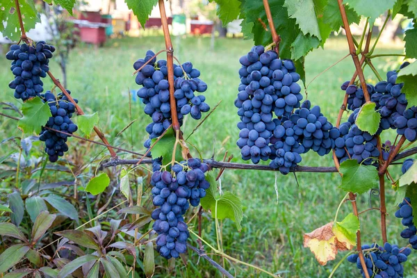 Ramo de uvas azules en la garde — Foto de Stock