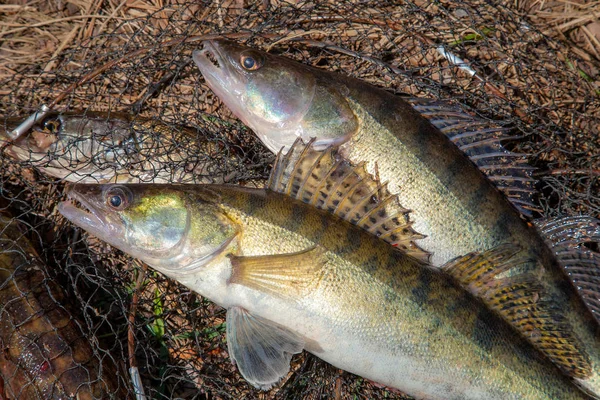 Dois peixes zander de água doce. Zander de água doce peixes e pesca e — Fotografia de Stock