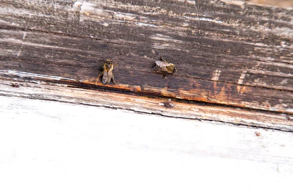 Enjambre de abejas en la entrada de la colmena blanca en el colmenar —  Fotos de Stock