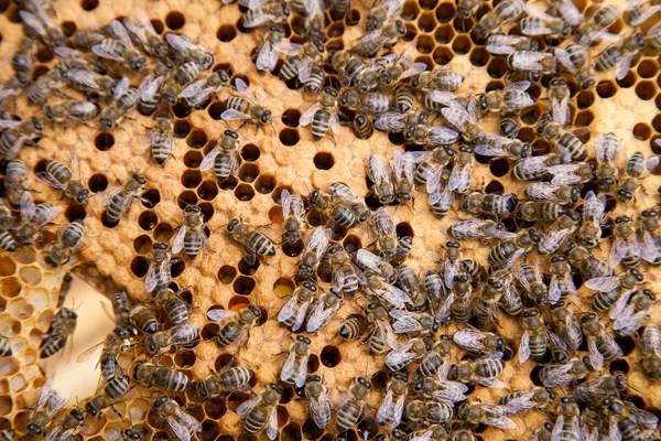 ハニカムの巣の中でミツバチを働か。シール付きハイブ内のミツバチ — ストック写真