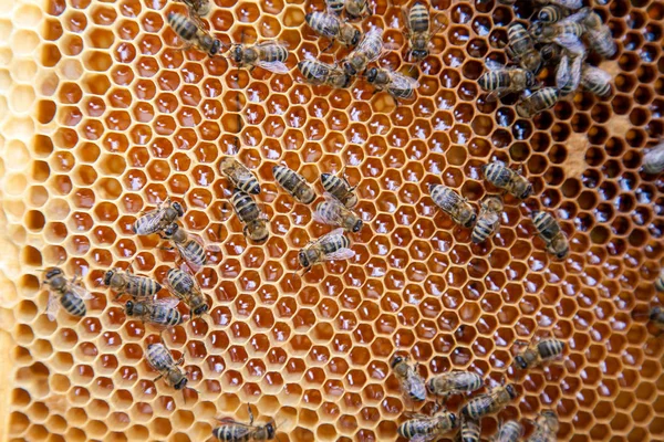 Vista da vicino delle api che lavorano a nido d'ape con miele dolce — Foto Stock