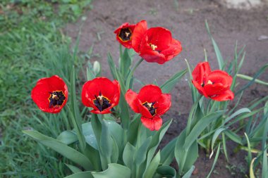 İlkbaharın ortasında parkta güneş ışığı altında kırmızı laleler