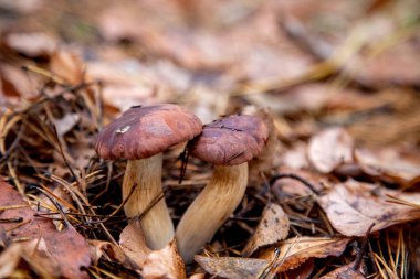 Çifte mantar imleria badia yaygın olarak körfez boleti olarak bilinir. 