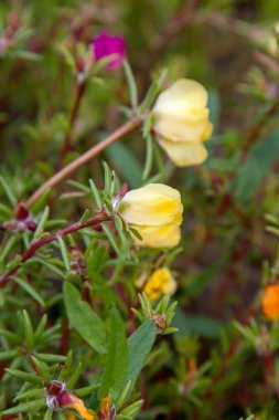 Purslane çiçeği yaz bahçesinde yetişir. Severa 'nın yakın görüntüsü