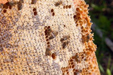 Tatlı bal ile petek üzerinde arı çalışma