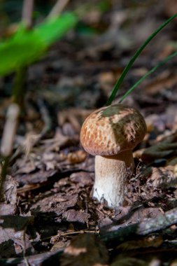 Vahşi doğada tek boletus mantarı. Porcini mantar t yetişir