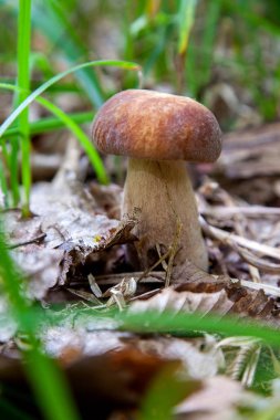 Vahşi doğada boletus mantarı. Porcini mantar ön planda yetişir