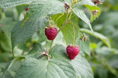 Meyve bahçesinde olgun ve olgunlaşmamış ahududu. Büyüyen doğal b