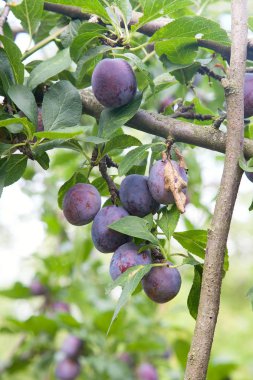 Gün batımı ışık olgun sulu meyve ile Erik ağacı dalı