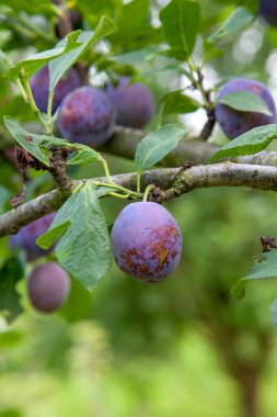Gün batımı ışık olgun sulu meyve ile Erik ağacı dalı