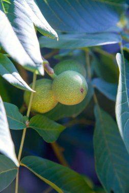 Meyveli ceviz ağacı yakın fotoğraf. Dalüzerinde birkaç ceviz