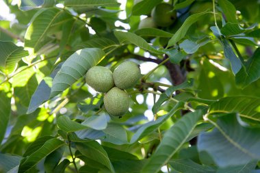 Meyveli ceviz ağacı yakın fotoğraf. Dalüzerinde birkaç ceviz