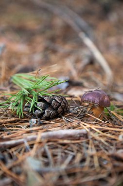 Imleria badia ya da Boletus badius genellikle körfez boleti olarak bilinir.