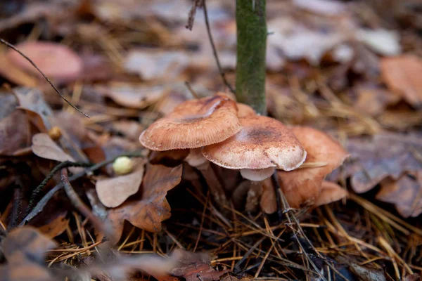 Дикие лесные грибы медовые агарики в лесу среди красных и у — стоковое фото