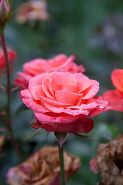 Nádherná růžová růže, rostoucí v garde — Stock fotografie