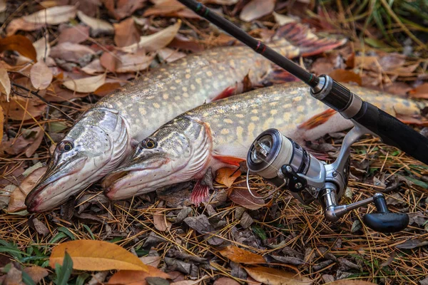 Freshwater pike fish. Two freshwater pikes fish and fishing rod