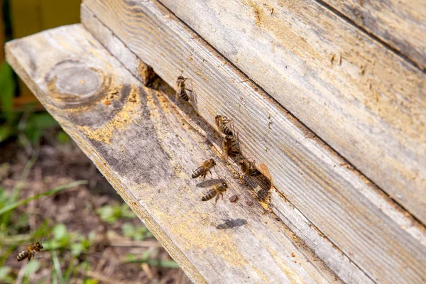 Enjambre de abejas en la entrada de la antigua colmena en el colmenar — Foto de Stock