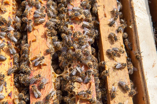 Colmeia aberta mostrando as abelhas enxameando em um favo de mel — Fotografia de Stock