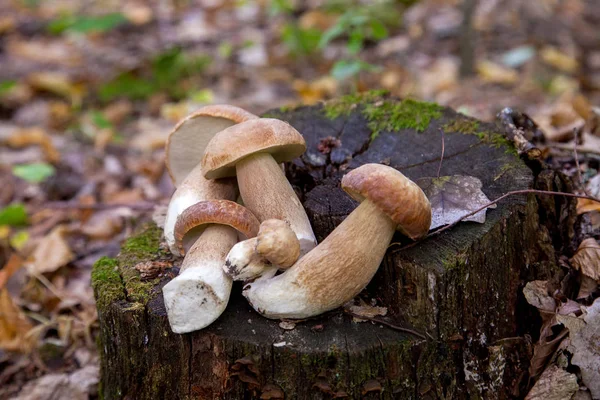 Verschillende Boletus paddenstoel in het wild. Eekhoorntjes Zwam (Boletus — Stockfoto