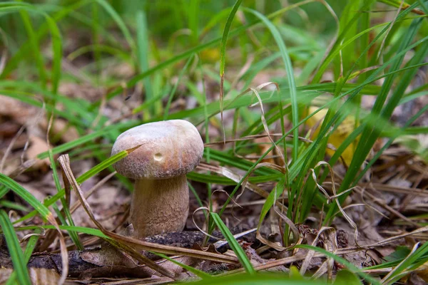 Cogumelo Boletus na natureza. Cogumelo Porcini cresce na frente — Fotografia de Stock