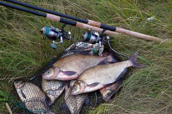 Successful fishing -  two freshwater bream fish and fishing rod
