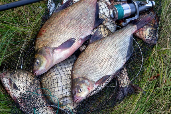 Pesca exitosa: dos besugo de agua dulce y caña de pescar —  Fotos de Stock