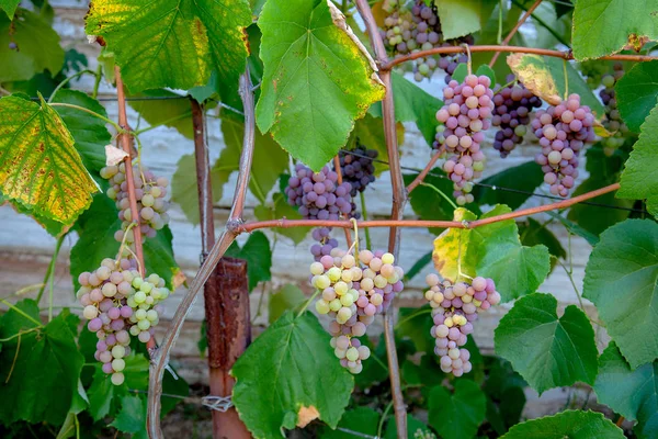 Skupina vinných hroznů s růžovými a zelenými plody v Gardě — Stock fotografie