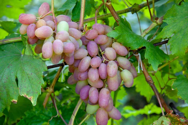 Um bando de uvas cor-de-rosa com grandes bagas na garde — Fotografia de Stock