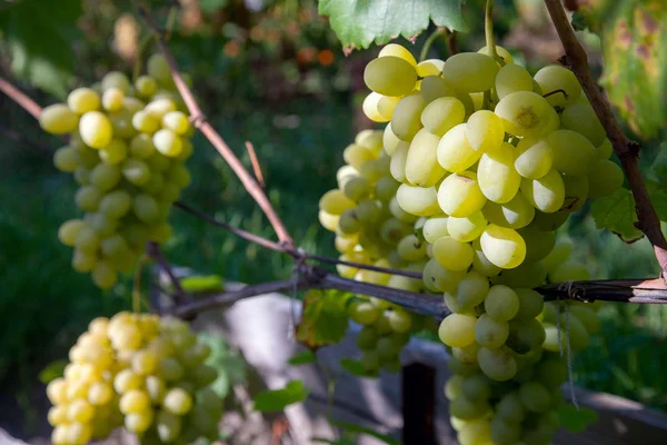 Une grappe de raisins verts dans la garde — Photo