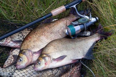 Başarılı balıkçılık - iki tatlı su çipura balık ve olta 