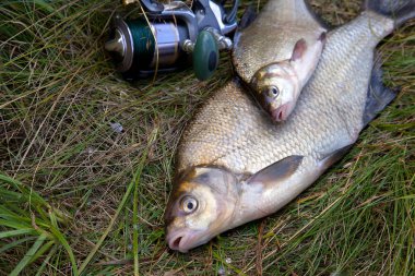 Başarılı balıkçılık - iki tatlı su çipura balık ve olta 