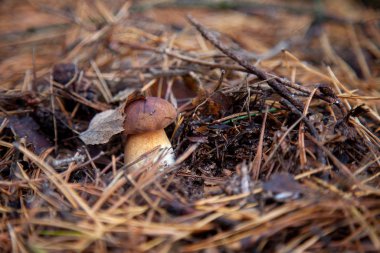 Imleria badia ya da Boletus badius genellikle körfez boleti olarak bilinir.