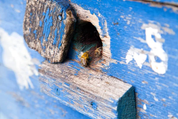 Enjambre de abejas en la entrada de la colmena azul en el colmenar — Foto de Stock