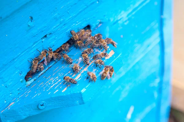 ROI pszczoły przy wejściu do niebieskiego Ula w pasmowej — Zdjęcie stockowe