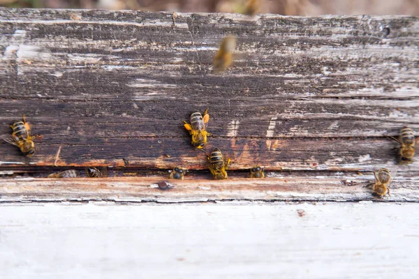 Swarming bin vid ingången till vita bikupa i bigården — Stockfoto