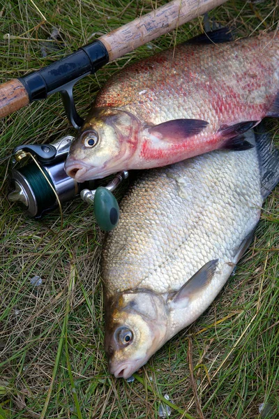 Zwei große Süßwasser-Brassen-Fische und Angelrute mit Spule o — Stockfoto