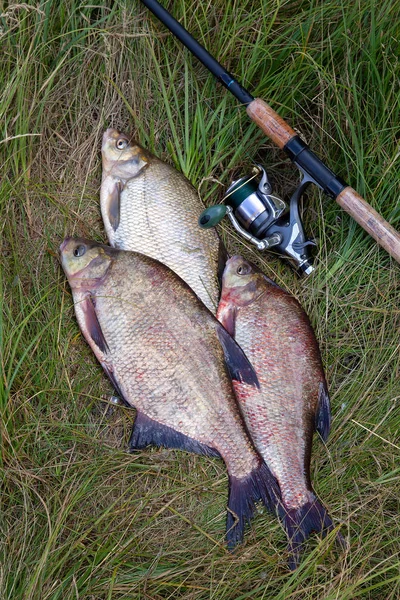 La pesca exitosa - la pila de los peces grandes de agua dulce de la dorada y el pez — Foto de Stock