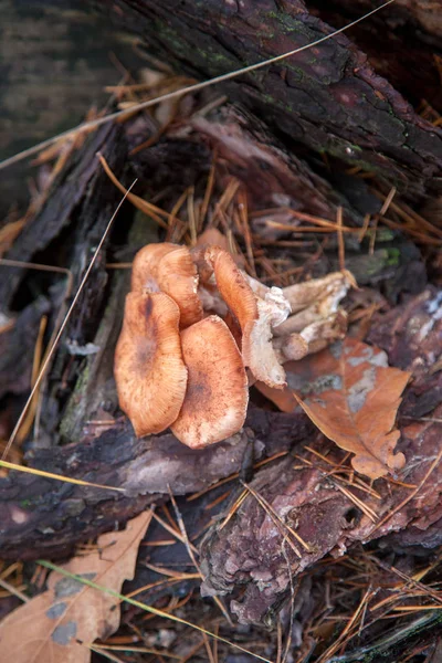 Vadon termő erdei gombák méz agarika az erdőben — Stock Fotó