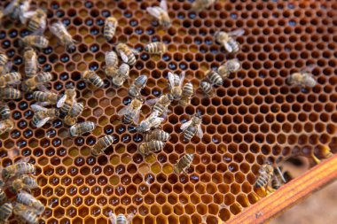 Bal peteği üzerinde çalışan arılar.