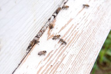 Arılar beyaz kovan arı kovanı girişinde bol