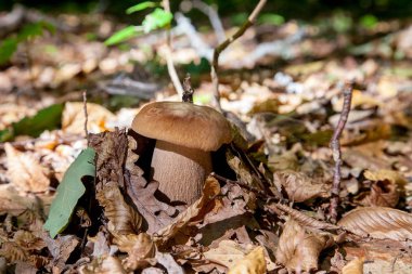 Vahşi doğada boletus mantarı. Porcini mantar ön planda yetişir