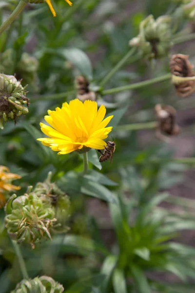 Ringelblumen blühen im Garten. gelbe Blüten und grüne Blätter — Stockfoto