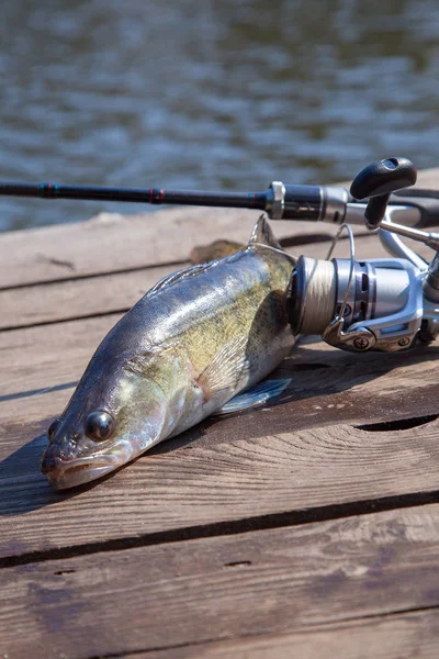 Freshwater zander and fishing equipment lies on wooden backgroun — Stock Photo, Image
